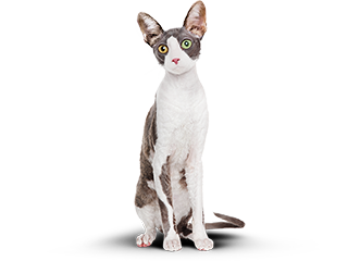 Худой котик
