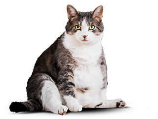 Толстый котик